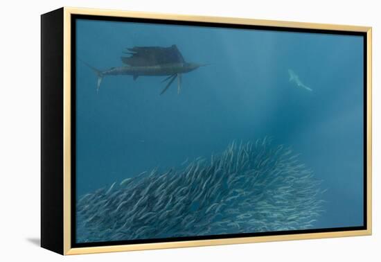 Sailfish and Bronze Whaler Shark Feeding, Eastern Cape, South Africa-Pete Oxford-Framed Premier Image Canvas