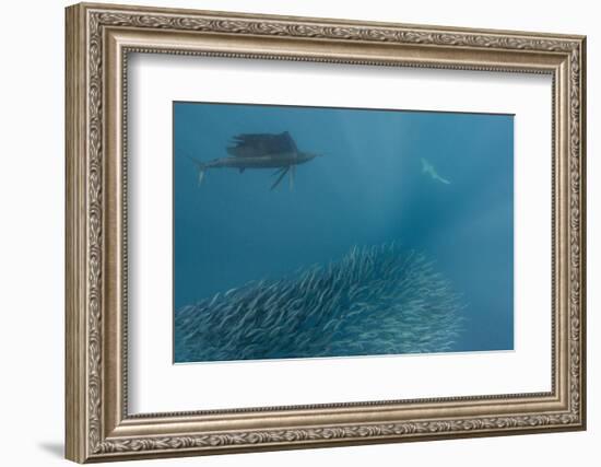 Sailfish and Bronze Whaler Shark Feeding, Eastern Cape, South Africa-Pete Oxford-Framed Photographic Print