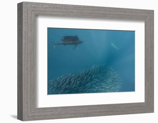 Sailfish and Bronze Whaler Shark Feeding, Eastern Cape, South Africa-Pete Oxford-Framed Photographic Print