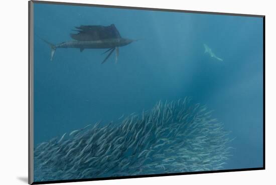 Sailfish and Bronze Whaler Shark Feeding, Eastern Cape, South Africa-Pete Oxford-Mounted Photographic Print