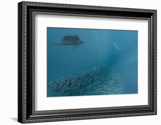 Sailfish and Bronze Whaler Shark Feeding, Eastern Cape, South Africa-Pete Oxford-Framed Photographic Print
