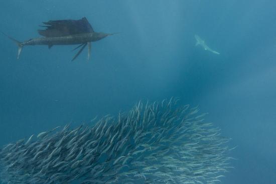 sailfish and bronze whaler