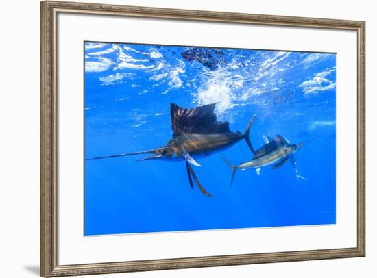 Sailfish feeding on Brazilian Sardines about 10 miles offshore from Isla Mujeres, Yucatan Peninsula-Stuart Westmorland-Framed Photographic Print