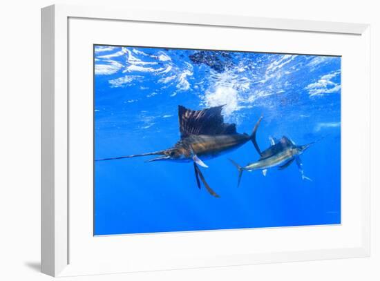 Sailfish feeding on Brazilian Sardines about 10 miles offshore from Isla Mujeres, Yucatan Peninsula-Stuart Westmorland-Framed Photographic Print