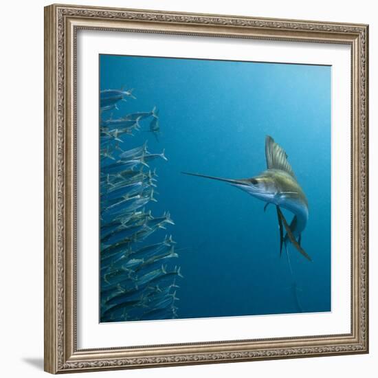 Sailfish feeding on Brazilian sardines-Stuart Westmorland-Framed Photographic Print