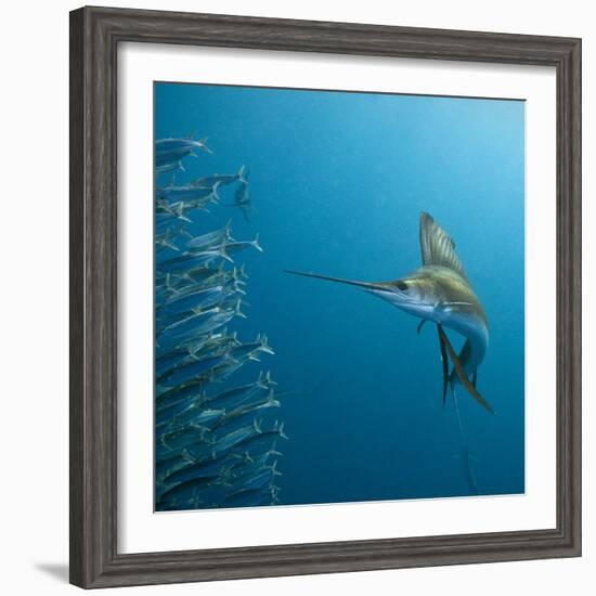 Sailfish feeding on Brazilian sardines-Stuart Westmorland-Framed Photographic Print