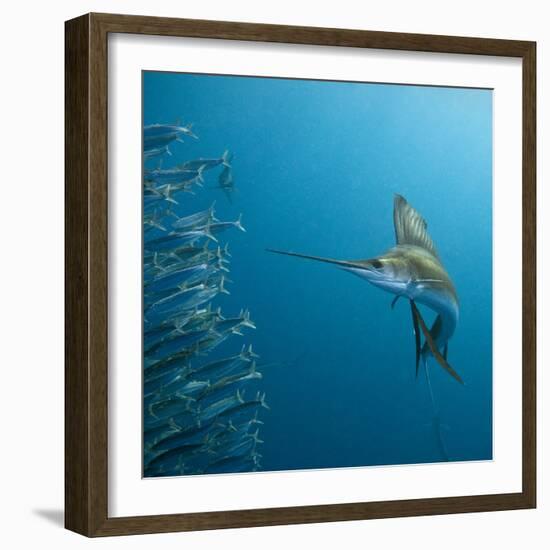 Sailfish feeding on Brazilian sardines-Stuart Westmorland-Framed Photographic Print