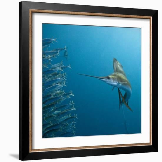 Sailfish feeding on Brazilian sardines-Stuart Westmorland-Framed Photographic Print