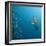 Sailfish feeding on Brazilian sardines-Stuart Westmorland-Framed Photographic Print