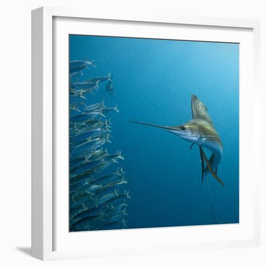 Sailfish feeding on Brazilian sardines-Stuart Westmorland-Framed Photographic Print