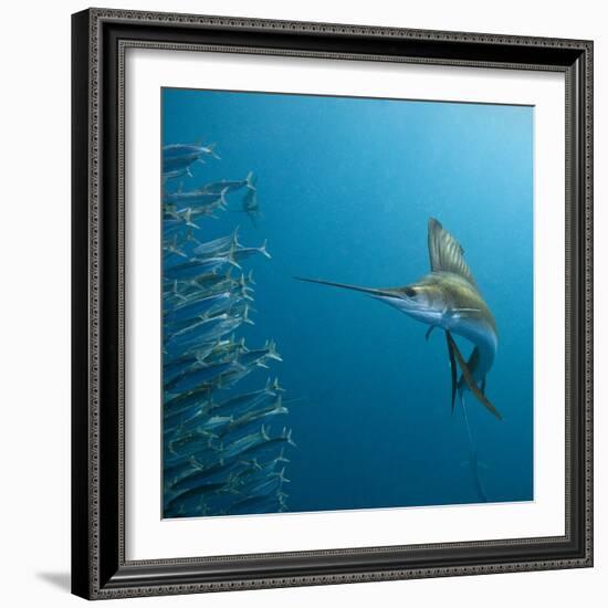 Sailfish feeding on Brazilian sardines-Stuart Westmorland-Framed Photographic Print