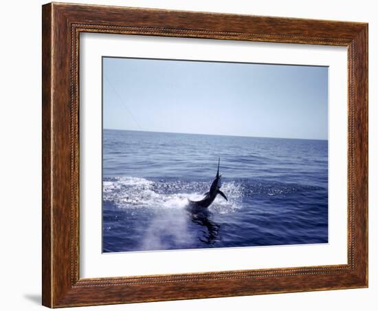 Sailfishing-null-Framed Photographic Print