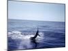 Sailfishing-null-Mounted Photographic Print