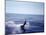 Sailfishing-null-Mounted Photographic Print