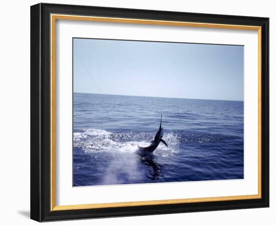 Sailfishing-null-Framed Photographic Print