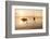 Sailing Boat at Sunset, Lake Constance, Near Konstanz, Baden-Wurttemberg, Germany, Europe-Markus Lange-Framed Photographic Print