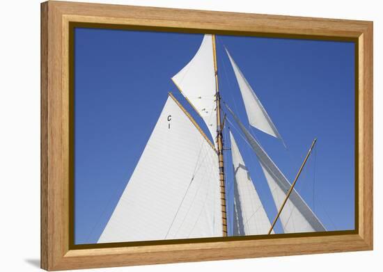 Sailing Focus - Dart-Ben Wood-Framed Stretched Canvas