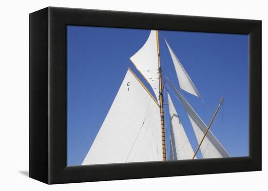 Sailing Focus - Dart-Ben Wood-Framed Stretched Canvas