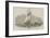 Sailing Match of the Thames Royal Yacht Club, Off Greenwich-null-Framed Giclee Print