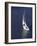 Sailing-null-Framed Photographic Print