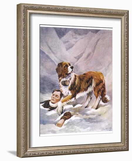 Saint Bernard Finds a Man Trapped in the Snow-A. Scott Rankin-Framed Photographic Print