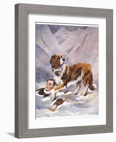 Saint Bernard Finds a Man Trapped in the Snow-A. Scott Rankin-Framed Photographic Print