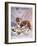 Saint Bernard Finds a Man Trapped in the Snow-A. Scott Rankin-Framed Photographic Print