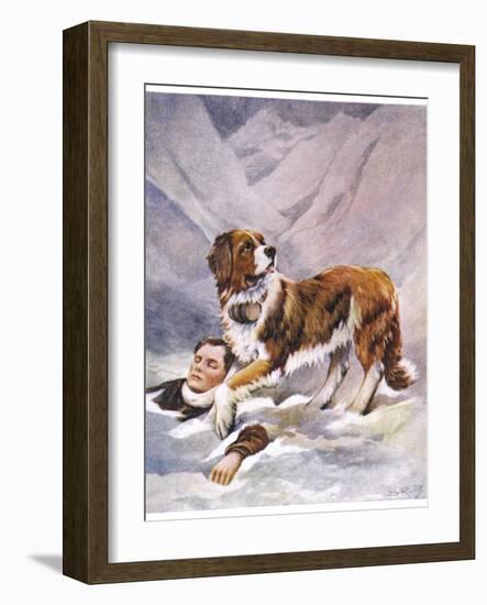 Saint Bernard Finds a Man Trapped in the Snow-A. Scott Rankin-Framed Photographic Print