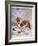 Saint Bernard Finds a Man Trapped in the Snow-A. Scott Rankin-Framed Photographic Print