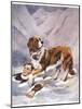Saint Bernard Finds a Man Trapped in the Snow-A. Scott Rankin-Mounted Photographic Print