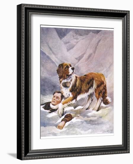Saint Bernard Finds a Man Trapped in the Snow-A. Scott Rankin-Framed Photographic Print
