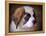 Saint Bernard Puppy Portrait-Jai Johnson-Framed Premier Image Canvas