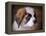 Saint Bernard Puppy Portrait-Jai Johnson-Framed Premier Image Canvas