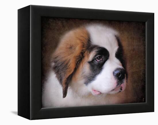 Saint Bernard Puppy Portrait-Jai Johnson-Framed Premier Image Canvas