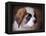 Saint Bernard Puppy Portrait-Jai Johnson-Framed Premier Image Canvas