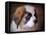 Saint Bernard Puppy Portrait-Jai Johnson-Framed Premier Image Canvas