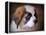 Saint Bernard Puppy Portrait-Jai Johnson-Framed Premier Image Canvas