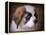 Saint Bernard Puppy Portrait-Jai Johnson-Framed Premier Image Canvas