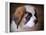 Saint Bernard Puppy Portrait-Jai Johnson-Framed Premier Image Canvas