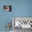 Saint Bernard Puppy Portrait-Jai Johnson-Giclee Print displayed on a wall