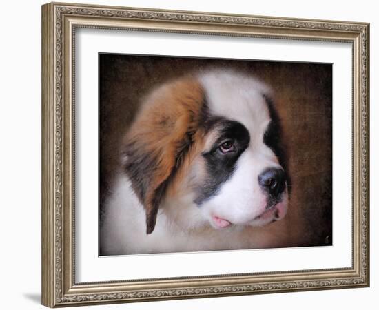 Saint Bernard Puppy Portrait-Jai Johnson-Framed Giclee Print