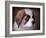 Saint Bernard Puppy Portrait-Jai Johnson-Framed Giclee Print