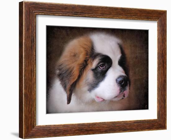 Saint Bernard Puppy Portrait-Jai Johnson-Framed Giclee Print