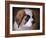 Saint Bernard Puppy Portrait-Jai Johnson-Framed Giclee Print