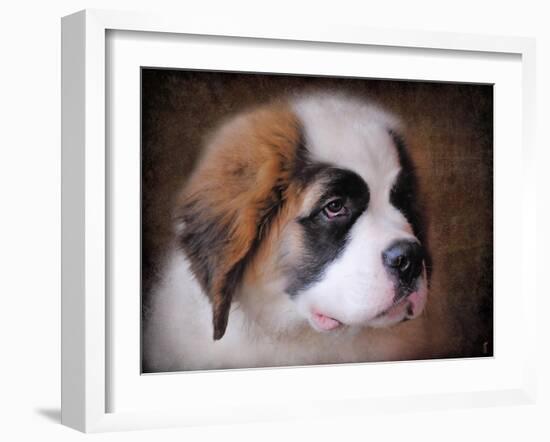 Saint Bernard Puppy Portrait-Jai Johnson-Framed Giclee Print