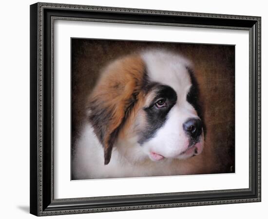 Saint Bernard Puppy Portrait-Jai Johnson-Framed Giclee Print