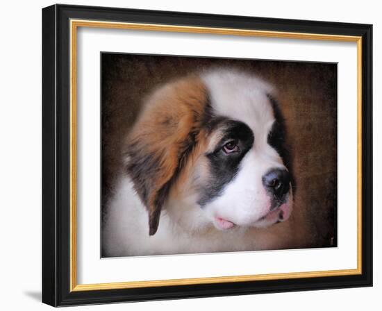 Saint Bernard Puppy Portrait-Jai Johnson-Framed Giclee Print