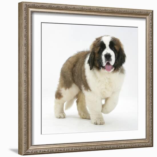 Saint Bernard Puppy, Vogue-Mark Taylor-Framed Photographic Print