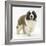 Saint Bernard Puppy, Vogue-Mark Taylor-Framed Photographic Print