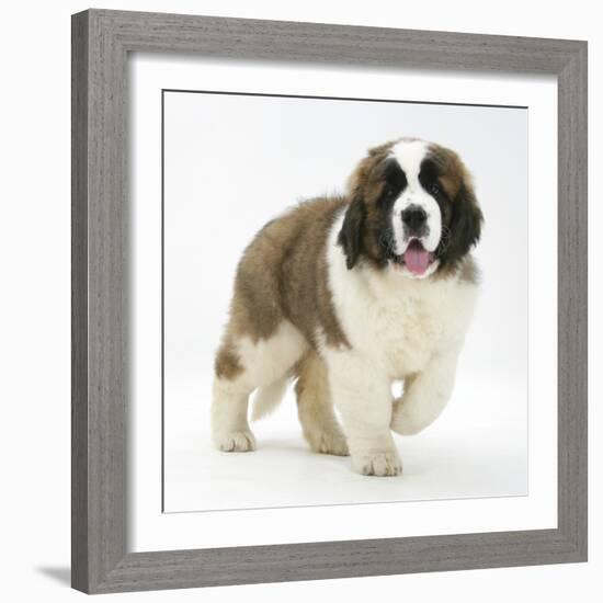 Saint Bernard Puppy, Vogue-Mark Taylor-Framed Photographic Print